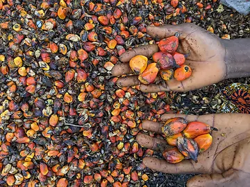 Ripe oil palm fruit held in two hands